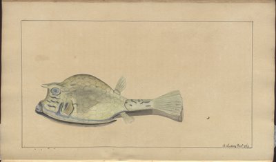 Rysunki Lindsay tom. VII, 25 autorstwa John Lindsay