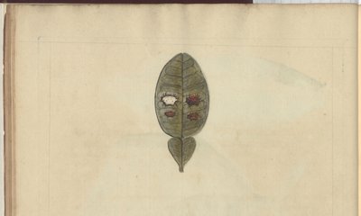 Rysunki Lindsay tom. VII, 3 autorstwa John Lindsay