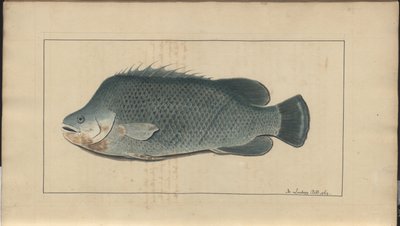 Rysunki Lindsay tom. VII, 5 autorstwa John Lindsay