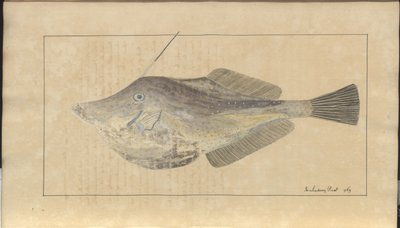 Rysunki Lindsay tom. VII, 7 autorstwa John Lindsay