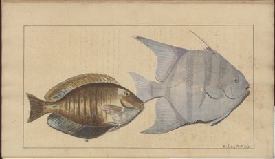 Rysunki Lindsay tom. VII, 8 autorstwa John Lindsay