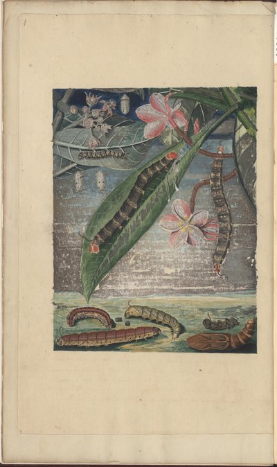Rysunki Lindsay tom. VI autorstwa John Lindsay