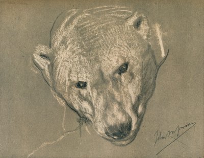 Studium głowy niedźwiedzia polarnego, ok. 1901 r. autorstwa John Macallan Swan