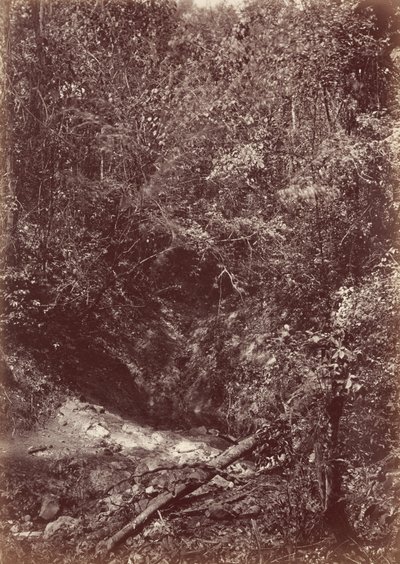 Ekspedycja Darien, 1871 r. (zdjęcie) autorstwa John Moran