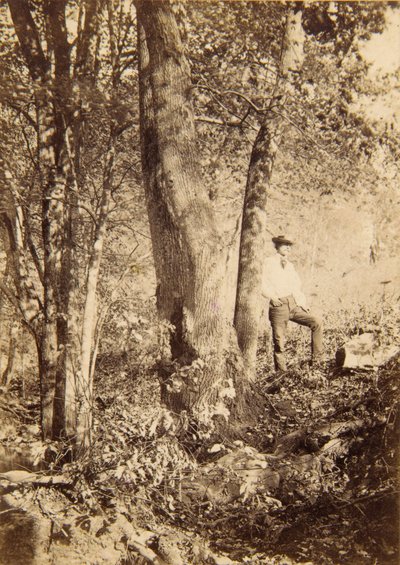 Tacony Creek, Magnolia Poplar autorstwa John Moran