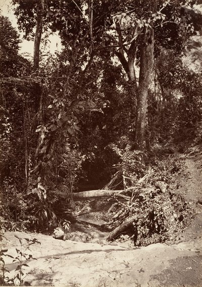 Tropikalna sceneria, potok El Bano, Chipigana, 1871. autorstwa John Moran
