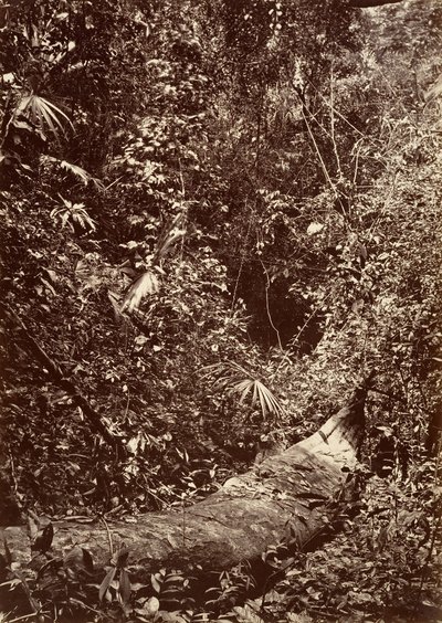 Tropikalna sceneria, Las tropikalny, 1871. autorstwa John Moran