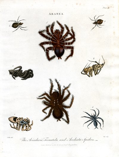 ARANEA: Avicularia; Tarantula i pająki Aculeata autorstwa John Pass