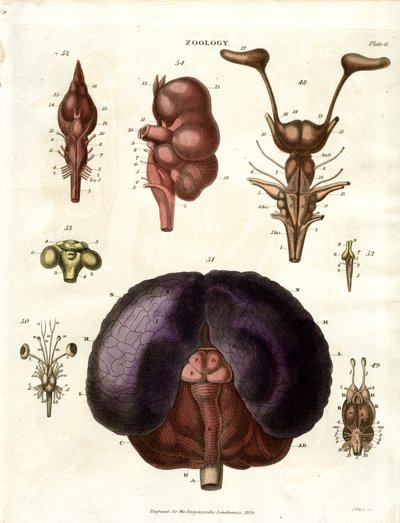 Ilustracje anatomiczne mózgu i układu nerwowego (plansza 6) autorstwa John Pass