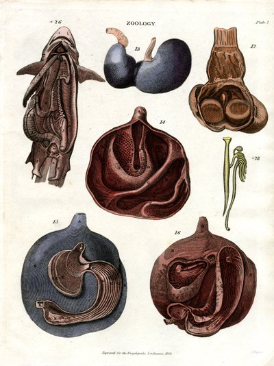 Ilustracje anatomiczne narządów wewnętrznych (plansza 7) autorstwa John Pass