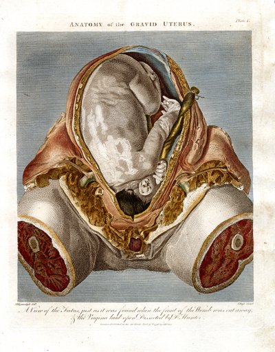 Anatomia macicy ciężarnej autorstwa John Pass