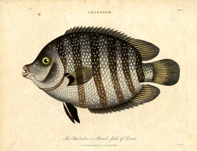 Band-fish of Surat autorstwa John Pass