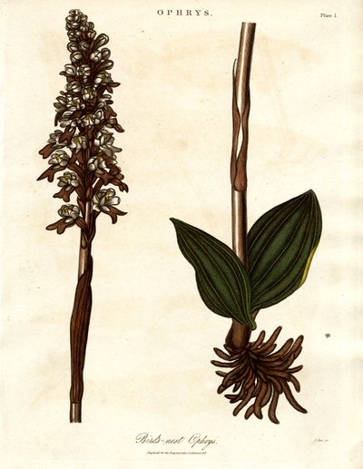 Ptasie gniazdo Ophrys autorstwa John Pass