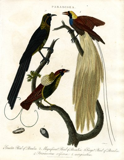 Rajskie ptaki (Paradisea) autorstwa John Pass