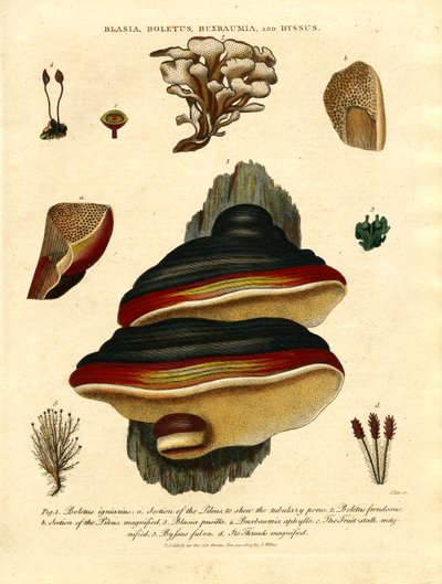 Blasia, Boletus, Buxbaumia i Byssus autorstwa John Pass