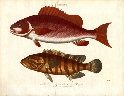Bodianus - Dwa gatunki okonia morskiego autorstwa John Pass