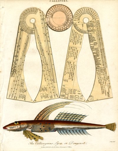 Callipers i Dragonet Fish autorstwa John Pass