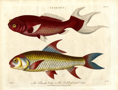 Gatunki karpi (Cyprinus) autorstwa John Pass