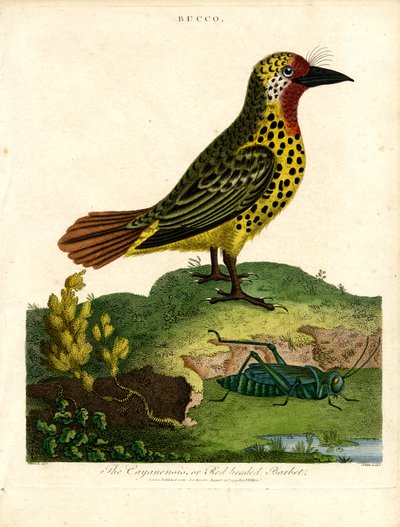Cayenne Barbet (Bucco) autorstwa John Pass