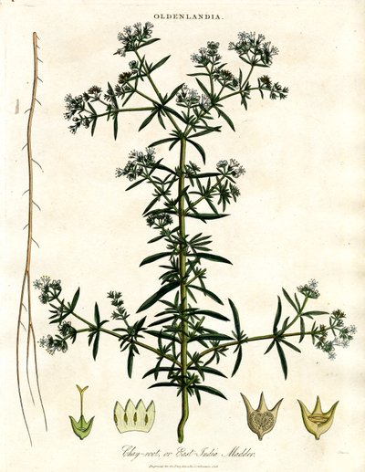Chay-root lub East-India Madder autorstwa John Pass