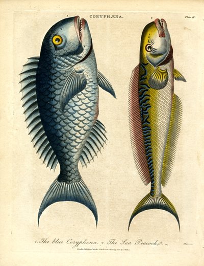 Coryphæna - Delfinowate autorstwa John Pass