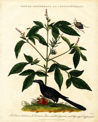Croton, Crotophaga i Cryptocephalus autorstwa John Pass