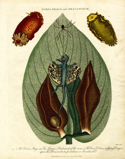 Doris, Draco i Dracontium autorstwa John Pass