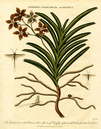 Epidendrum, Ephemera i Erodius autorstwa John Pass