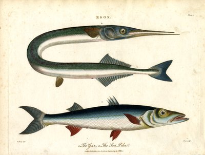 Esox: Gar i szczupak morski autorstwa John Pass
