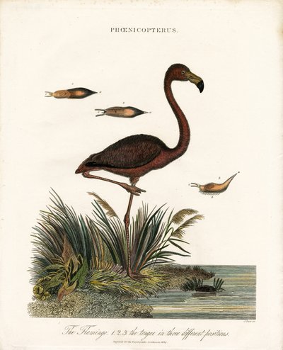 Flamingo autorstwa John Pass