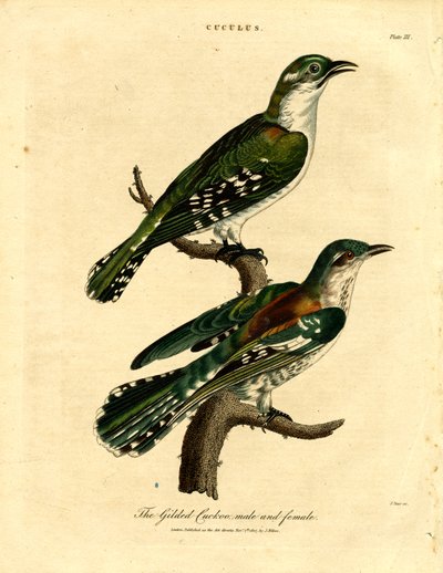 Pozłacana kukułka samiec i samica autorstwa John Pass
