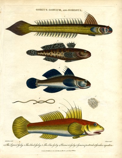 Gobius; Gonium i Gordius: Gobies i Hairworm autorstwa John Pass