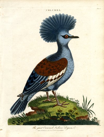 Gołąb indyjski wielkodzioby (Columba) autorstwa John Pass