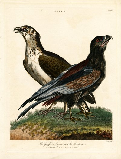 Orzeł Griffard i żeglarz autorstwa John Pass
