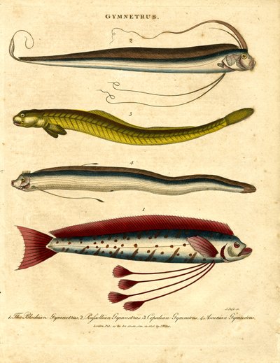 Gymnetrus - Ryby wstęgowe autorstwa John Pass