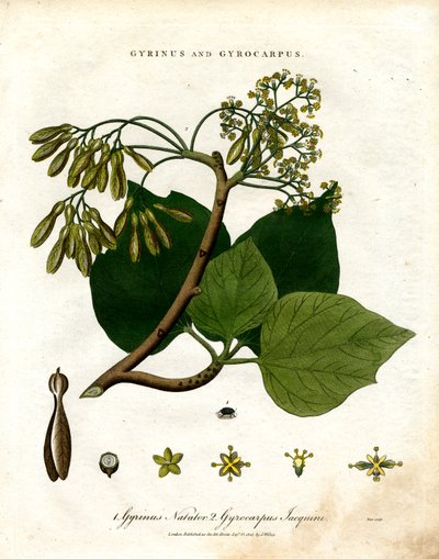 Gyrinus i Gyrocarpus autorstwa John Pass