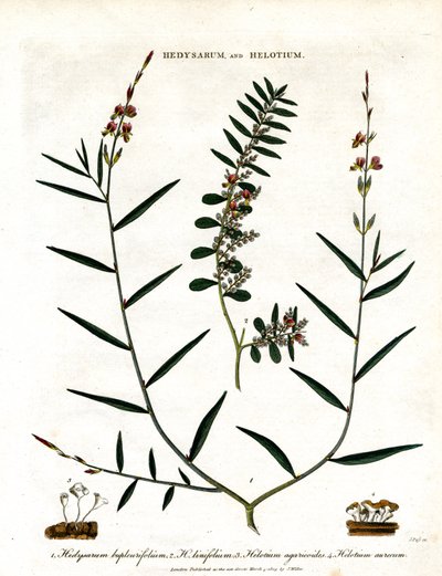 Hedysarum i Helotium autorstwa John Pass