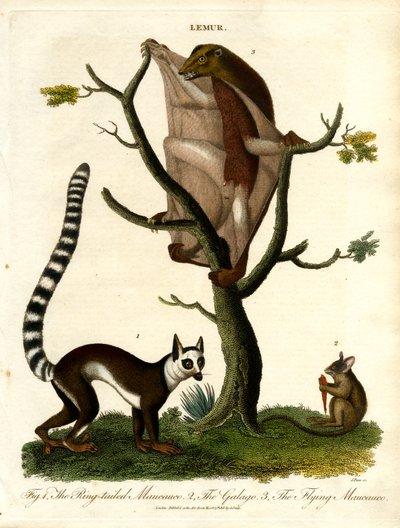 Lemury - trzy gatunki prosimian autorstwa John Pass