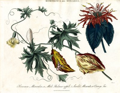Momordica i Monarda autorstwa John Pass