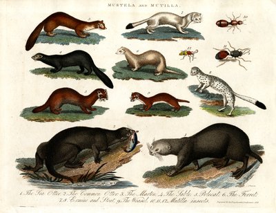 Mustela i Mutilla: Ilustracje różnych owadów z rodziny Mustelidae i Mutilla autorstwa John Pass
