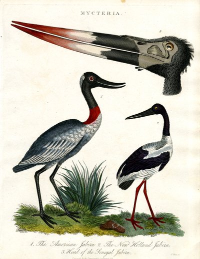 Gatunki Mycteria: Amerykański, New Holland i Senegal Jabiru autorstwa John Pass