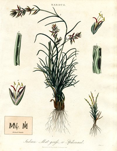 Nardus autorstwa John Pass