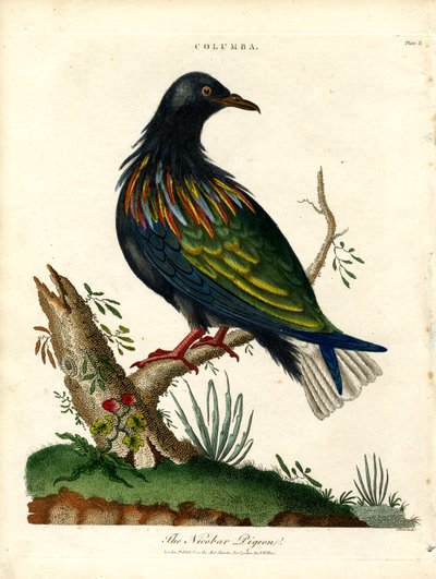 Gołąb nikobarski (Columba) autorstwa John Pass