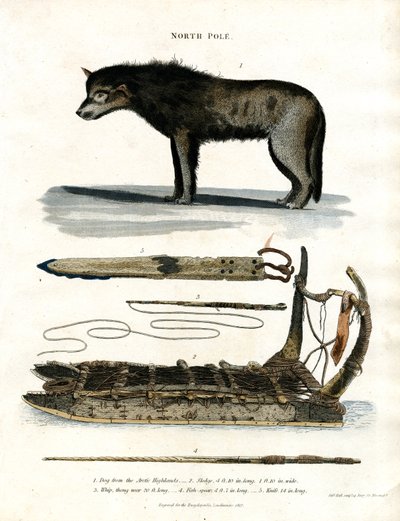 Biegun północny: Pies polarny i sprzęt myśliwski autorstwa John Pass