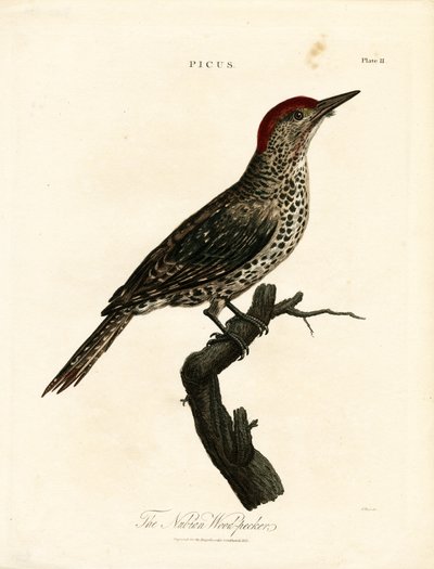 Dzięcioł nubijski (Picus) autorstwa John Pass