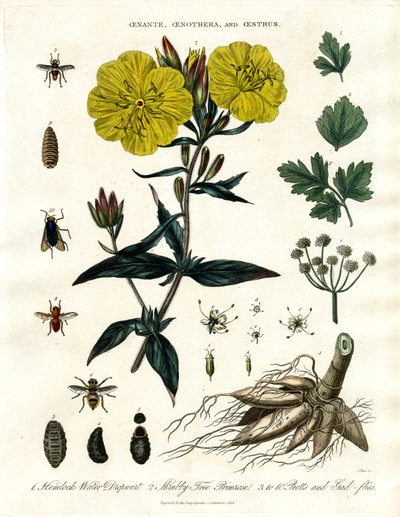 Oenanthe; Oenothera i Oestrus - kropidło wodne; wiesiołek i bot-flies autorstwa John Pass