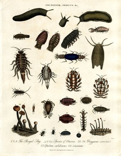 Onchidium; Oniscus i inne stawonogi autorstwa John Pass