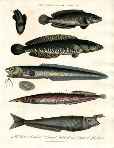 Ophicephalus i Ophidium autorstwa John Pass