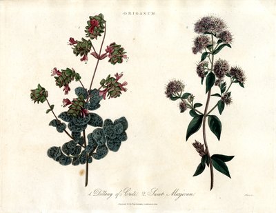Gatunki Origanum: Dittany of Crete i Sweet Marjoram autorstwa John Pass
