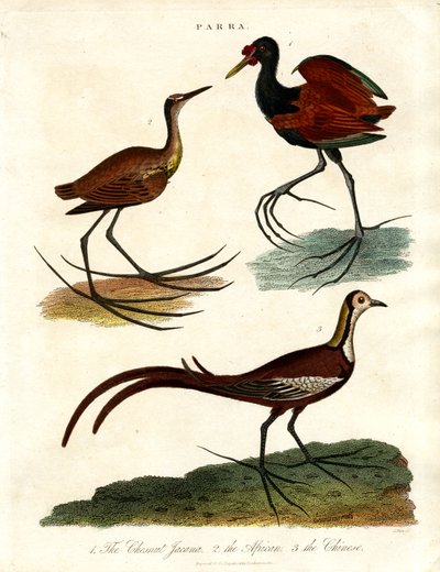 Gatunki Parra (Jacanas) autorstwa John Pass